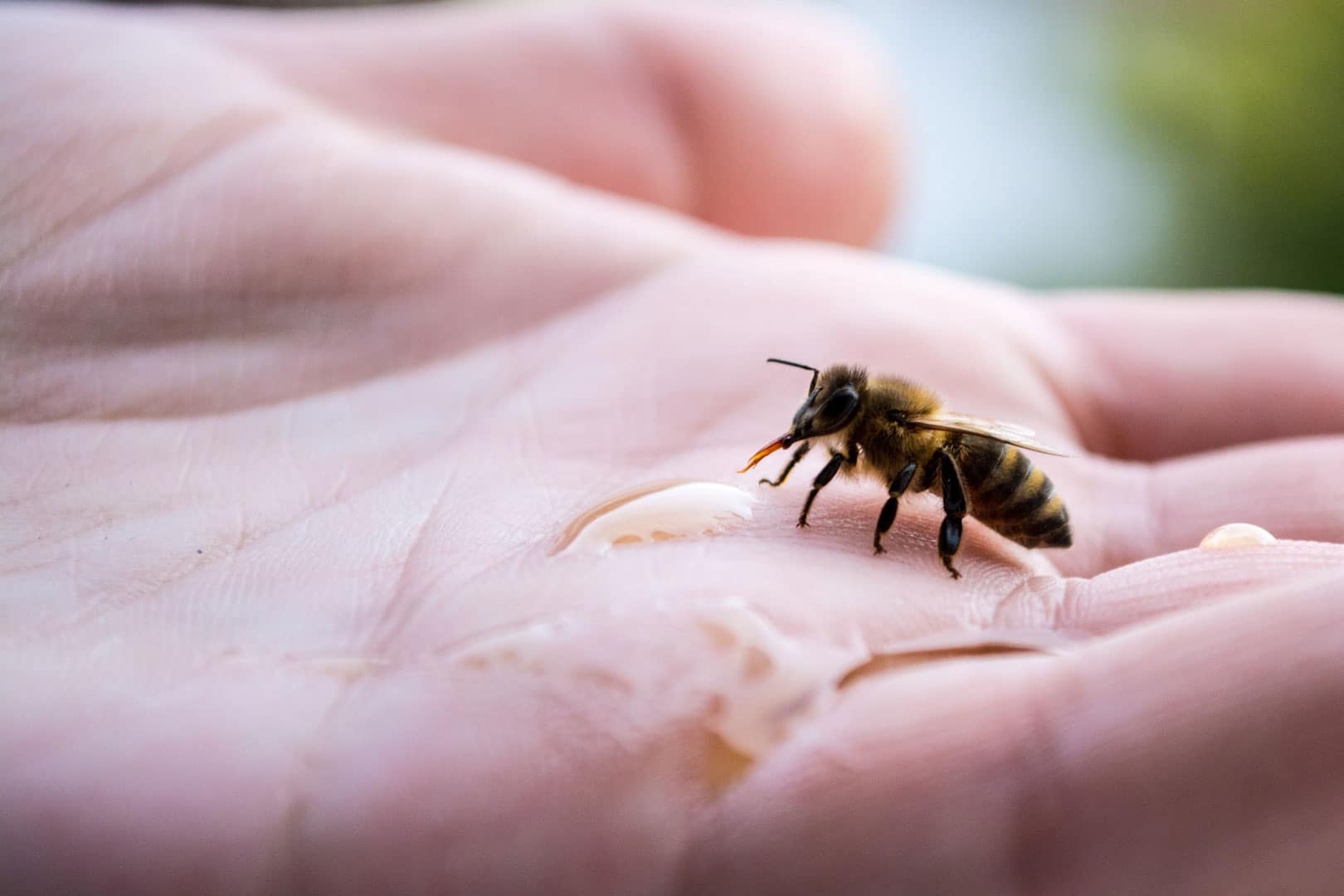 Abeille butinant du sirop dans une main