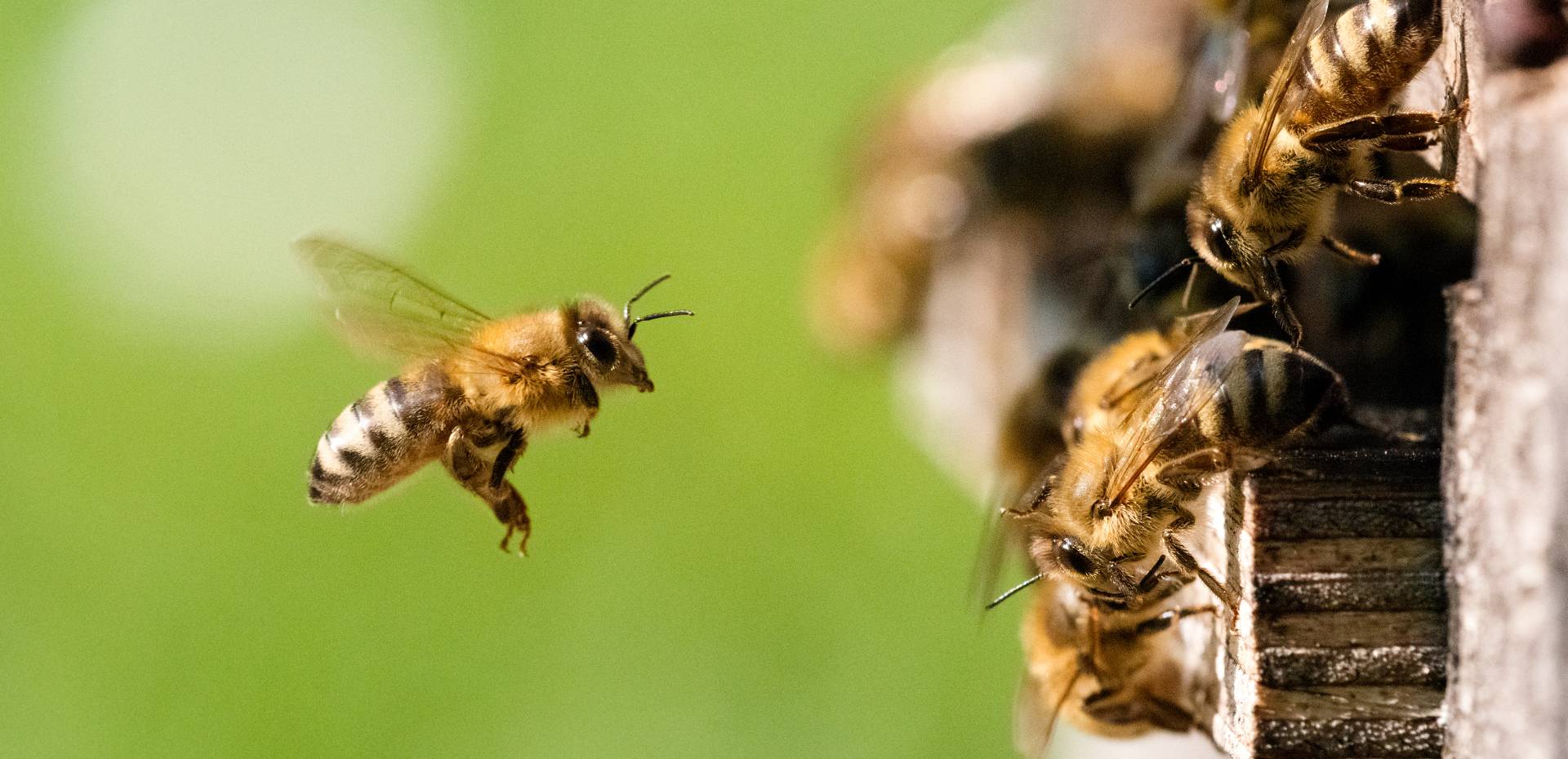 Abeille devant une ruche parrainer chez Ruches et Cie