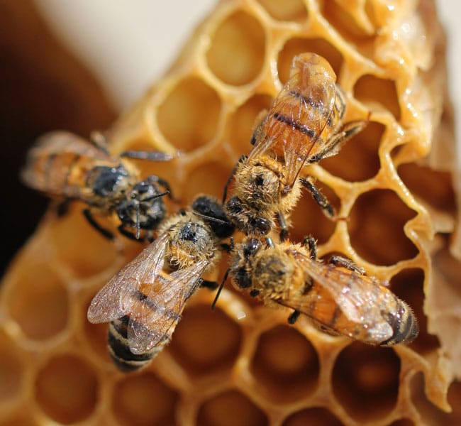 Abeilles fabriquent du miel à la ruche