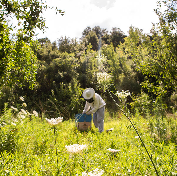 Un apiculteur s'occupant d'une ruche au milieu d'un champ de fleurs méllifères