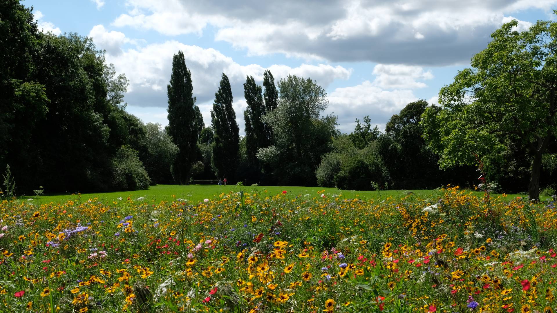 Un champ rempli de fleurs méllifères variées, favorisant la préservation de la biodiversité