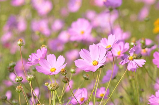 La variété de fleur dans les champs favorise la biodiversité