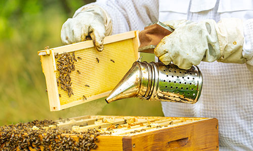 Apiculteur récoltant du miel grace aux abeilles pollinisatrices