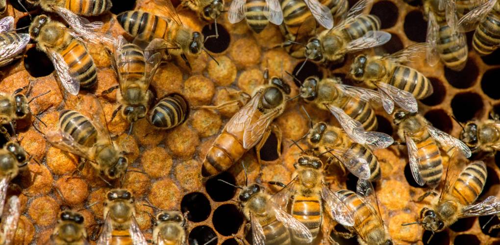 Nid d'abeilles pollinisatrices, nécéssaires à l'équilibre de la biodiversité