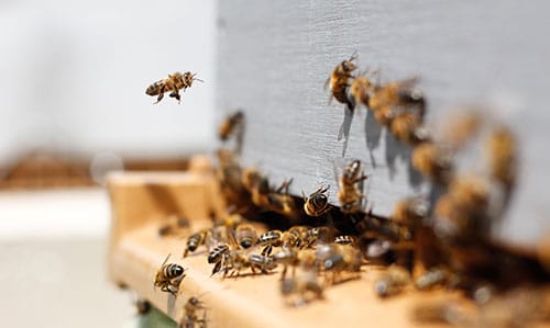 Abeilles pollinisatrices devant une ruche parrainée chez Ruches et Cie