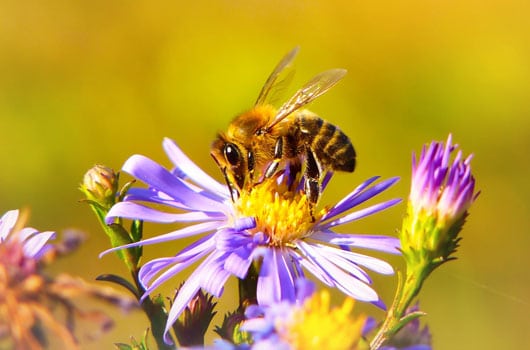 Abeille butine sur une fleur. La pollinisation des fleurs est un atout pour la biodiversité