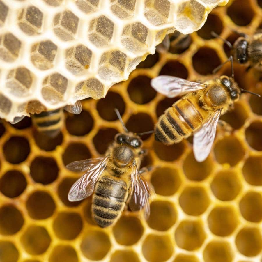 Parrainer des abeilles pour préserver la biodiversité