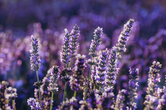 Les fleurs méllifères attirent les insectes pollinisateurs comme les abeilles