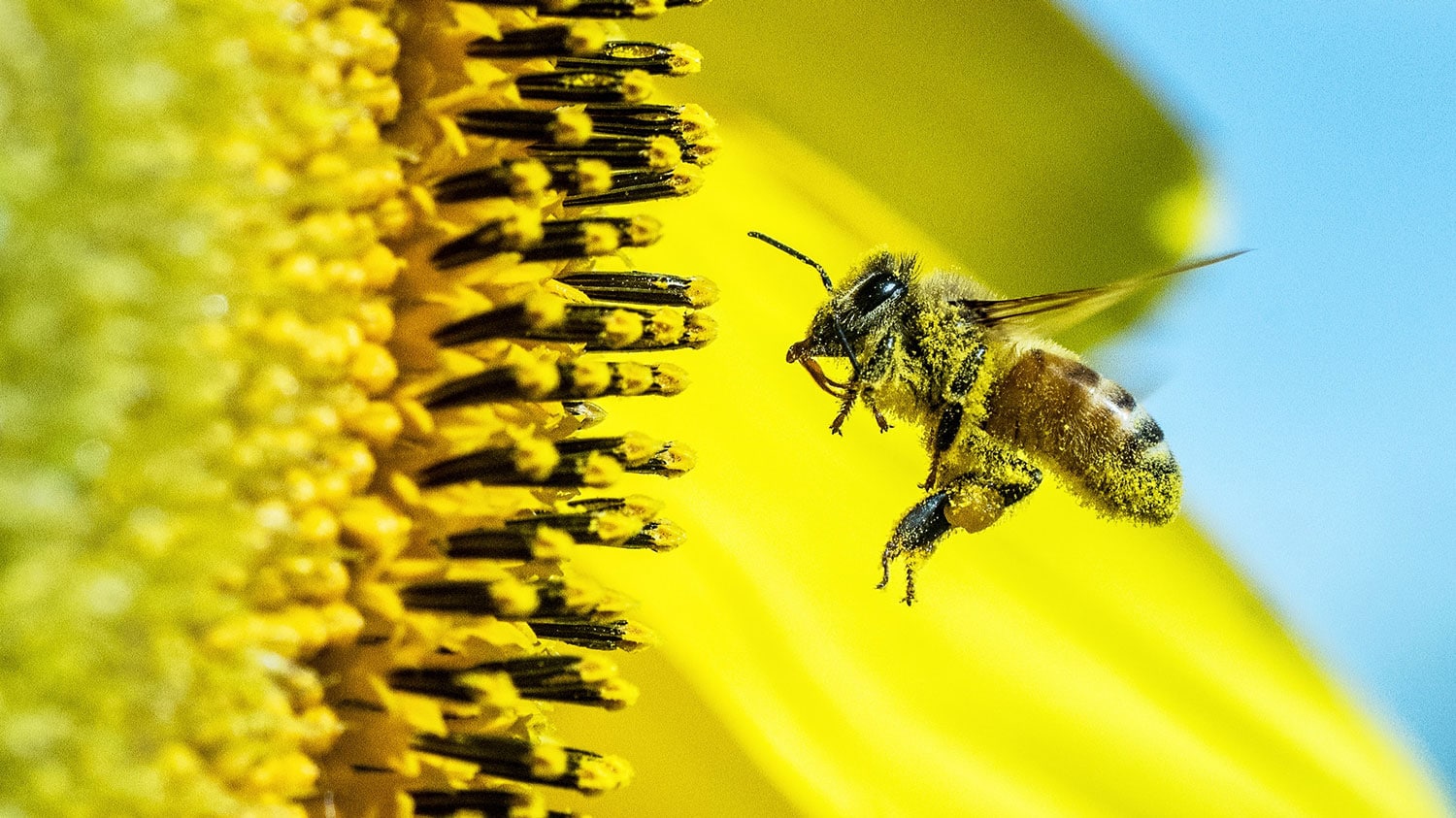 Abeille butine une fleur de tournesol